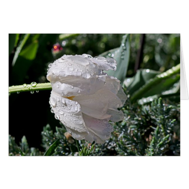 Cartão Tulipa branca (Frente Horizontal)