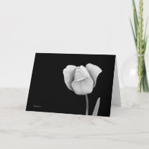 Tulipa com gotas de chuva em preto e branco