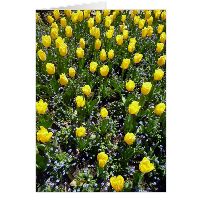 Cartão tulipa de flores amarelas (Frente)