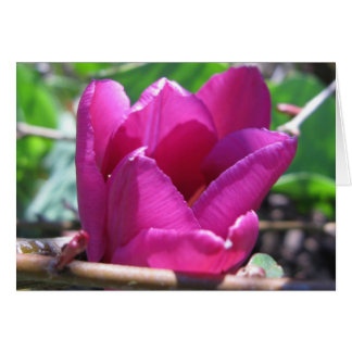 Cartão Tulipa na madeira