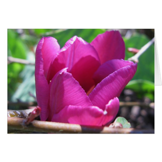Cartão Tulipa na madeira (Frente Horizontal)
