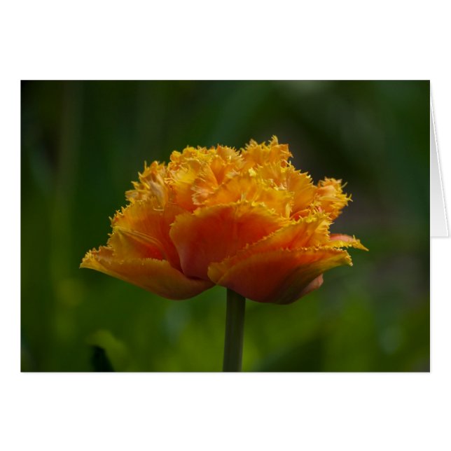 Cartão Tulipa no primavera (Frente Horizontal)