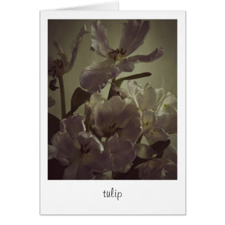 Cartão "tulipa" por Heidi Rondak Fotografia
