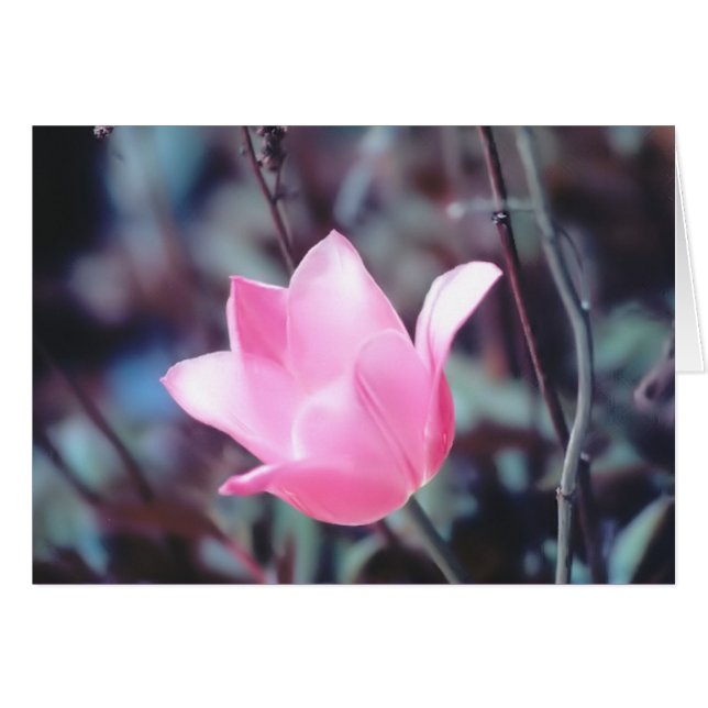 Cartão tulipa rosa (Frente Horizontal)