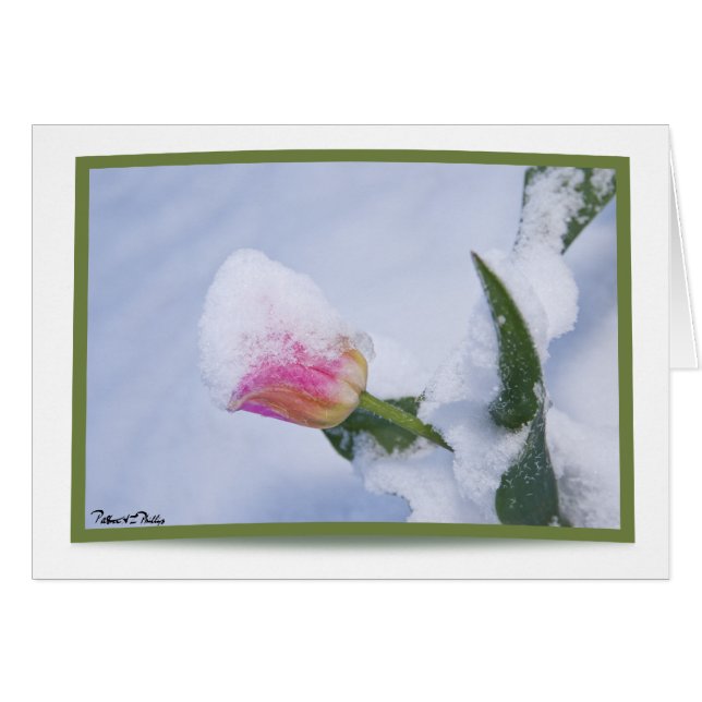 Cartão Tulipa Rosa Coberta de Neve (Frente Horizontal)