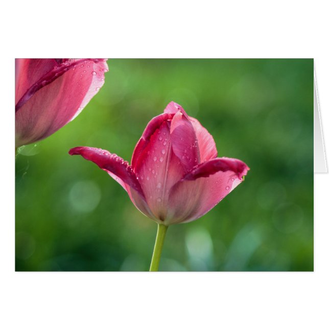 Cartão tulipa rosa com gotas de orvalho (Frente Horizontal)