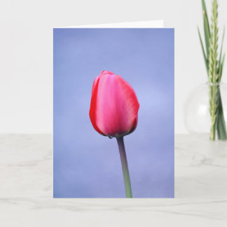 Cartão Tulipa Rosa Elegante Fundo Lavanda em Branco