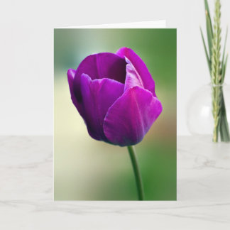 Cartão Tulipa Roxa