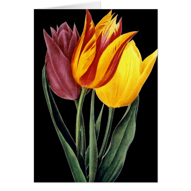 Cartão Tulipa (Tulipa Gesneriana) (Frente)