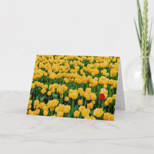 Cartão Tulipa Vermelha em um Campo de Tulipa Amarelo
