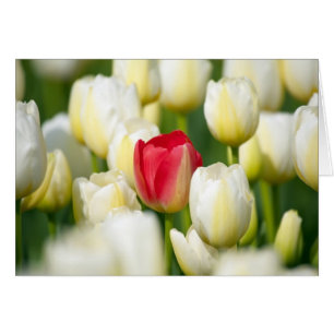 Cartão Tulipa vermelha num campo de tulipas brancas