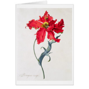 Cartão Tulipa: Vermelho de Perroquet