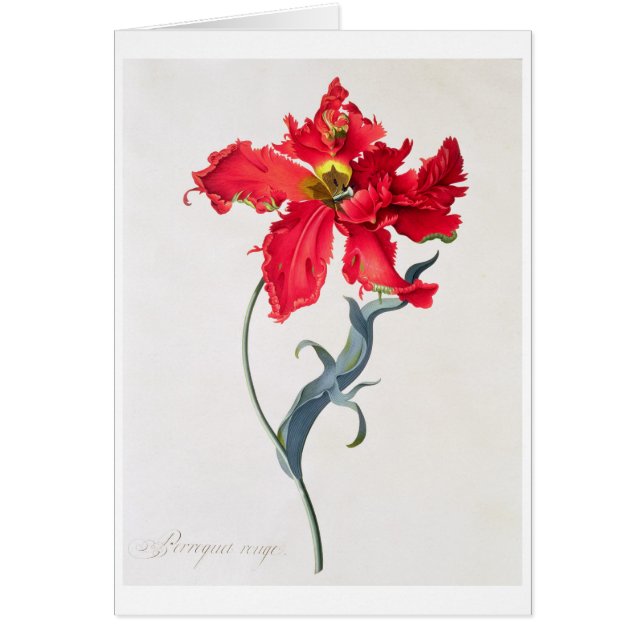 Cartão Tulipa: Vermelho de Perroquet (Frente)