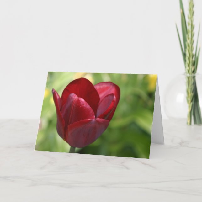 Cartão Tulipa vermelho escuro (Frente)