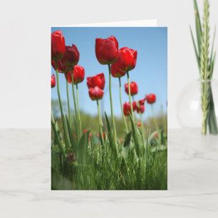 Cartão Tulipas