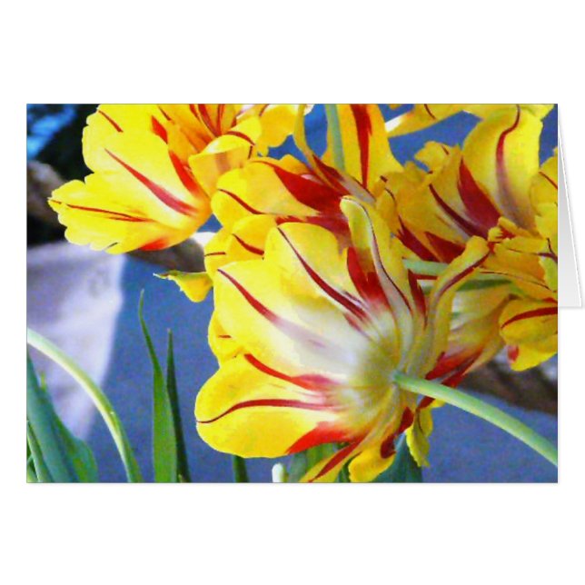 Cartão Tulipas (Frente Horizontal)