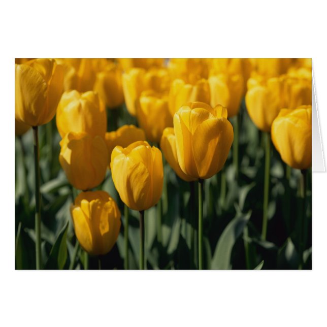 Cartão Tulipas 3 (Frente Horizontal)