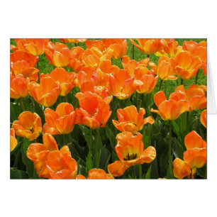 Cartão Tulipas alaranjadas