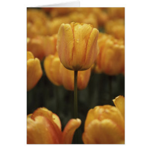 Cartão Tulipas amarelas