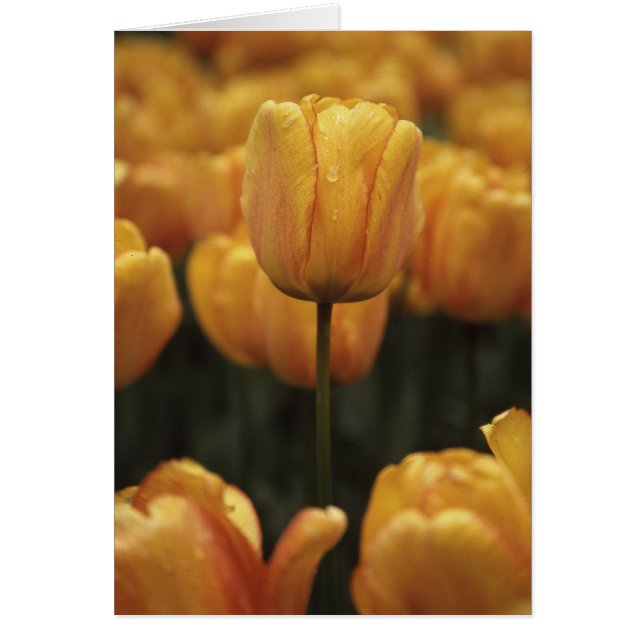 Cartão Tulipas amarelas (Frente)