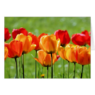 Cartão Tulipas Amarelas E Vermelhas