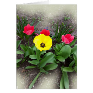 Cartão tulipas amarelas e vermelhas