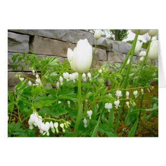 Cartão Tulipas brancas
