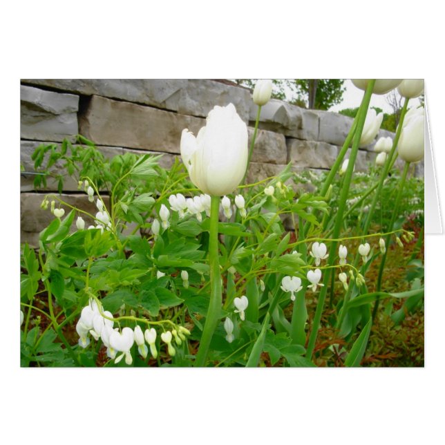 Cartão Tulipas brancas (Frente horizontal)