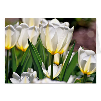 Cartão Tulipas brancas com Penas Amarelas