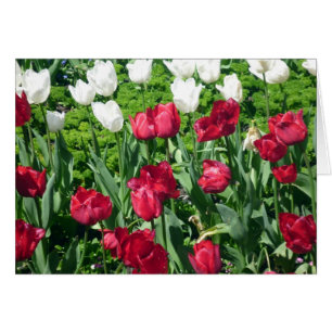 Cartão tulipas brancas vermelhas
