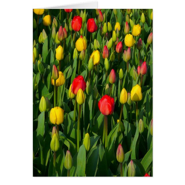 Cartão Tulipas Coloridas - Vertical (Frente)