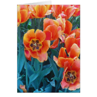 Cartão Tulipas da papoila