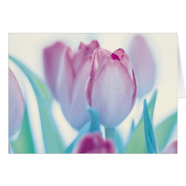 Cartão Tulipas da primavera (Frente Horizontal)