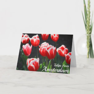 Cartão Tulipas de Amsterdã