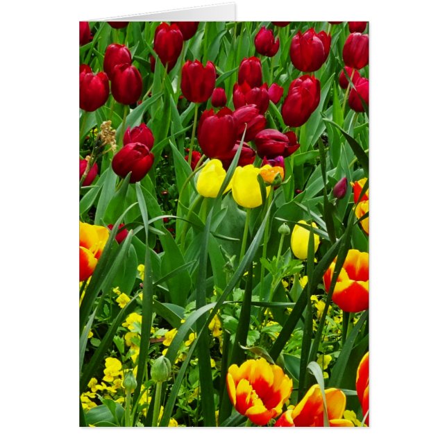 Cartão Tulipas de Canberra (Frente)