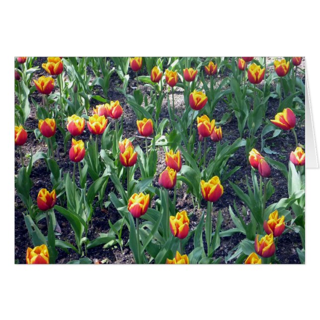 Cartão tulipas de laranja (Frente Horizontal)