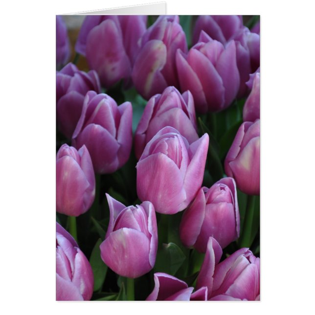 Cartão Tulipas de primavera púrpura (Frente)