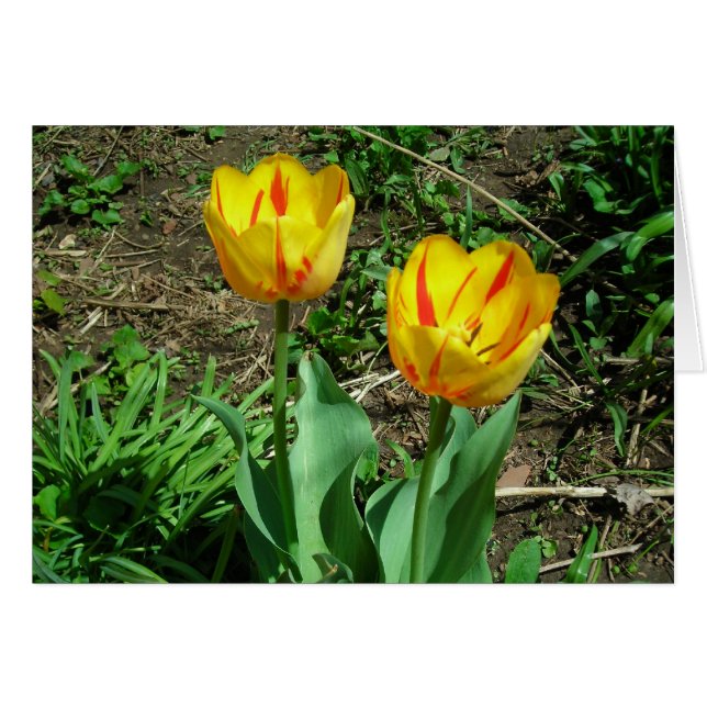 Cartão Tulipas de Tu (Frente horizontal)
