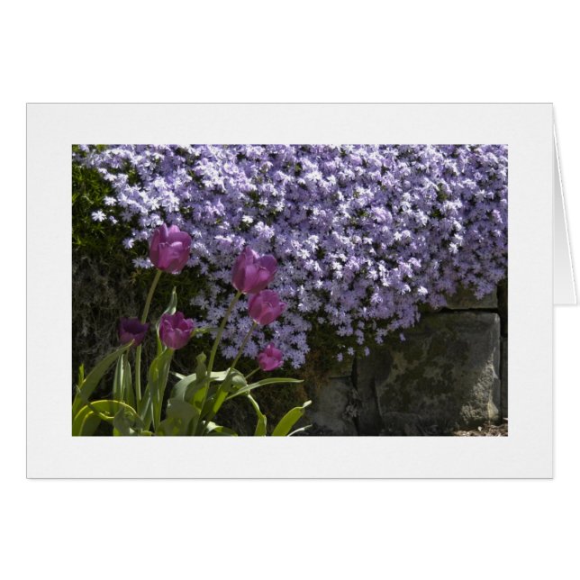 Cartão Tulipas e Phlox (Frente Horizontal)