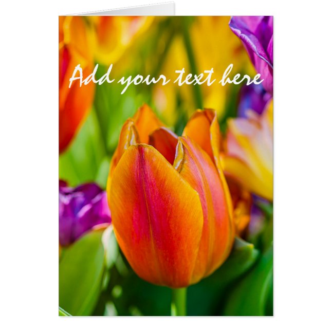 Cartão Tulipas Encantando (Frente)