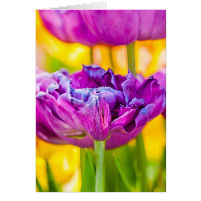 Cartão Tulipas Encantando Rosa Escuro (Frente)