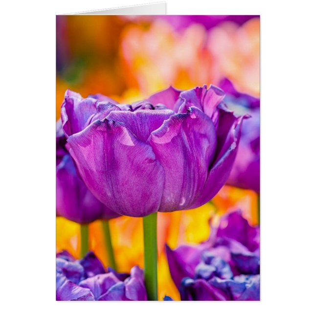 Cartão Tulipas Encantando Roxo (Frente)