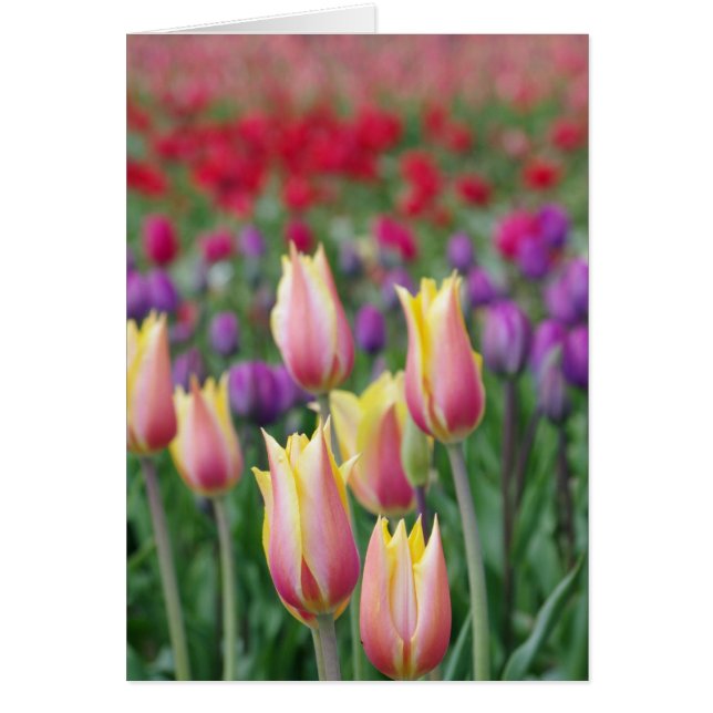 Cartão Tulipas Esmaecidas (Frente)
