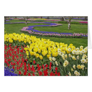 Cartão Tulipas, Hyacinth de Uva e Daffodils,