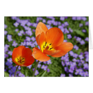 Cartão Tulipas Laranja