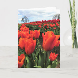 Cartão Tulipas Laranja num Campo, Oregon