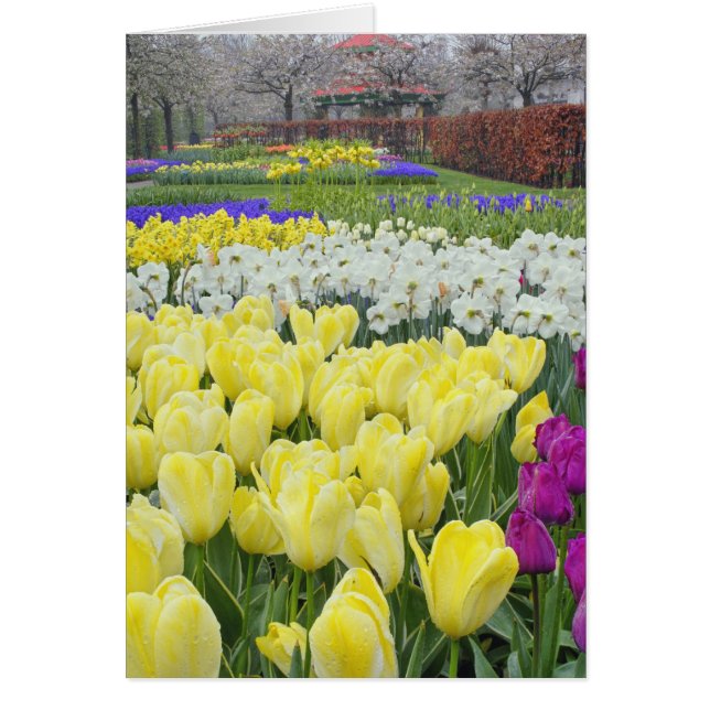 Cartão Tulipas, narcídeos e flores de Hyacinto de Uvas, (Frente)