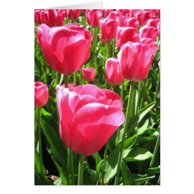 Cartão Tulipas rosa (Frente)