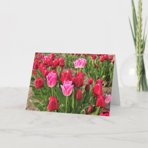 Cartão Tulipas Rosa e Vermelha