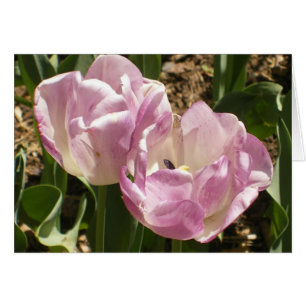 Cartão Tulipas roxas do Central Park